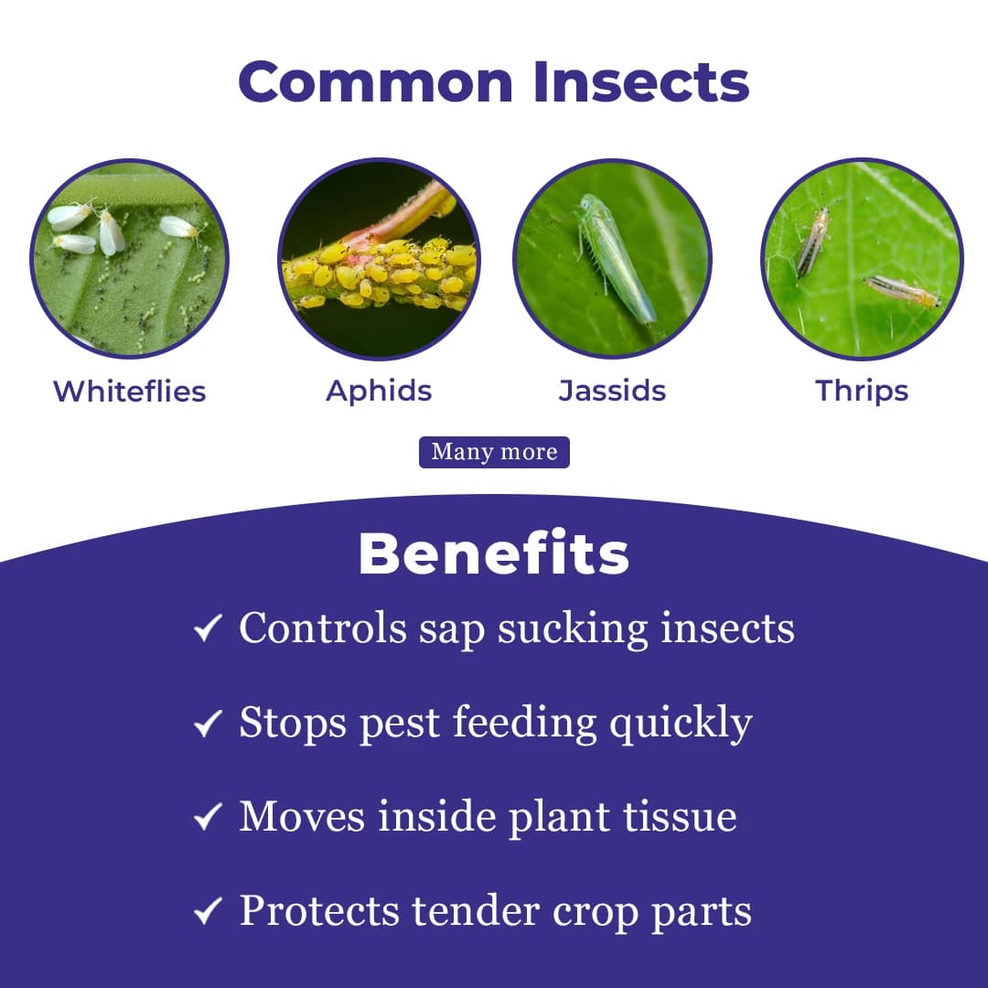 Exylon Exymida Insecticide - Image 3