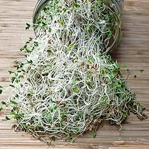 SK ORGANIC Combo Pack (Clover Seeds 500 Gm + Alfalfa Seeds 500 Gm) for Sprouting and Cultivation microgreens - Image 1