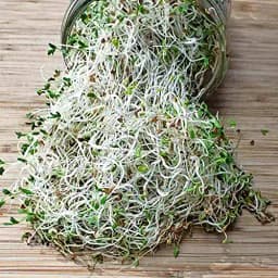 SK ORGANIC Combo Pack (Clover Seeds 500 Gm + Alfalfa Seeds 500 Gm) for Sprouting and Cultivation microgreens 4