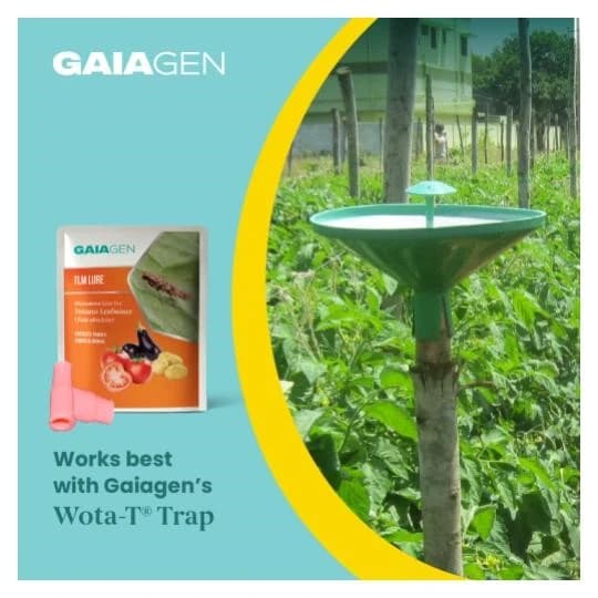 Gaiagen Pheromone Lure For Tomato Leafminer Tuta Absoluta And Insect Water Trap 1.6L, IMO Certified. - Image 5