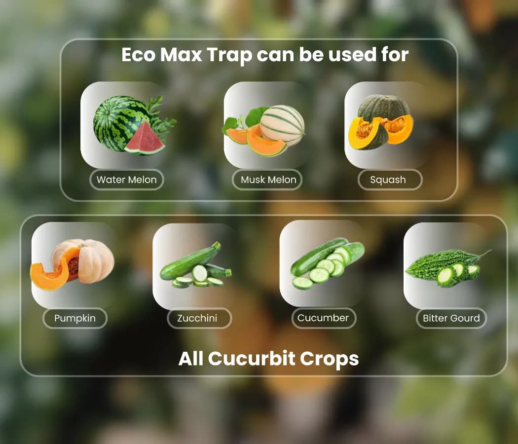 Chipku Pheromone Ecomax Trap With Melon Fly Lure (Bactrocera Cucurbitae) Feeding By The Larvae. For Gourds, Pumpkin, Tomato, Water Melon, Zucchini - Image 8