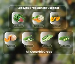 Chipku Pheromone Ecomax Trap With Melon Fly Lure (Bactrocera Cucurbitae) Feeding By The Larvae. For Gourds, Pumpkin, Tomato, Water Melon, Zucchini 8