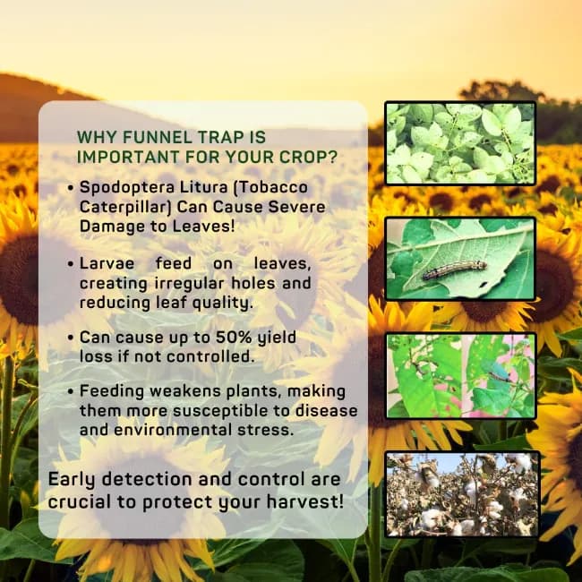 Chipk Pheromone Trap Funnel With Spodoptera Litura Lure For Brown Spotted & Tobacco Caterpillar, Useful In Cotton, Sunflower, Caster, Groundnut Crops. - Image 6