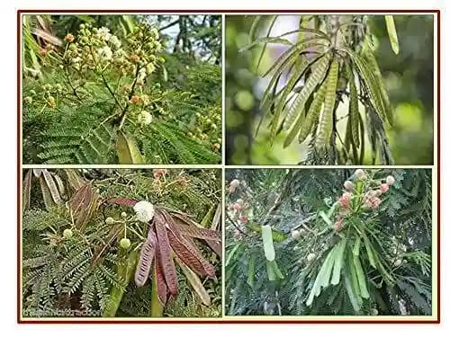 RK Seeds Subabul Tree Seeds , Subabul Fodder cattle Seed , Subabul , Safed Babool , Soundal , Fodder Seeds , Leucaena Leucocephala,River tamarind - Image 1