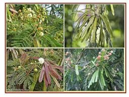 RK Seeds Subabul Tree Seeds , Subabul Fodder cattle Seed , Subabul , Safed Babool , Soundal , Fodder Seeds , Leucaena Leucocephala,River tamarind 2