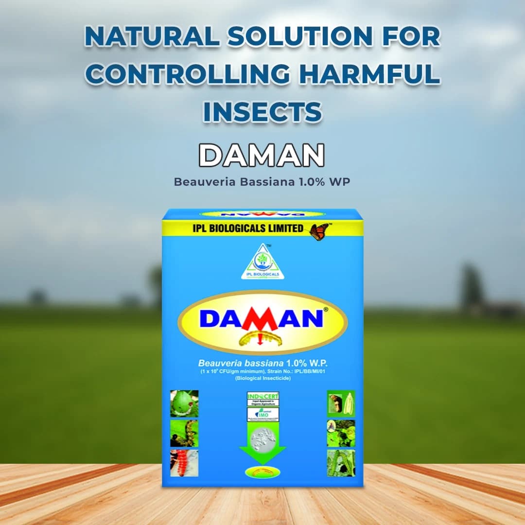 IPL Daman Beauveria Bassiana Bio Insecticide, Effective Control of Root Borer, Caterpillars & Sucking Pests - Image 2
