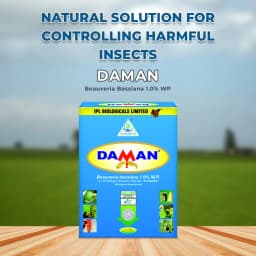 IPL Daman Beauveria Bassiana Bio Insecticide, Effective Control of Root Borer, Caterpillars & Sucking Pests 2