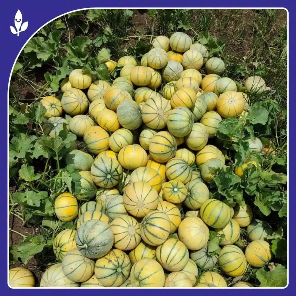 Sagar-60 Muskmelon Seeds - (Kharbuja Seeds) Yellow Skin With Green Stripes, High Yield, Orange Flesh - Image 3