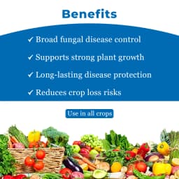 TATA Rallis CONTAF PLUS Hexaconazole 5% SC, Systemic Triazole Fungicide, Useful for Controlling Powdery Mildew 4