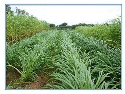 Sri Sai Forestry CSV-33 MF Anant Fodder Grass Seeds, High Yield Multi Cut Grass Seed - Image 8