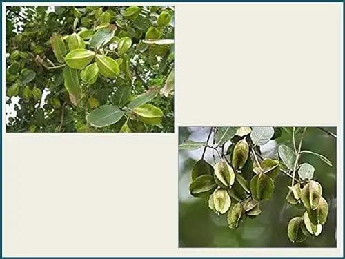 RK Seeds Sacred Terminalia Arjuna seeds , Arjun Tree seeds , Marudha Maram, Neer Maruthu tree seeds- Temple tree seeds,Arjun tree seeds for planting - Image 1
