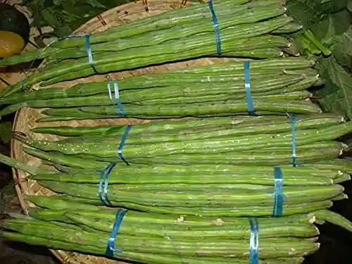 SRI SAI FORESTRY Natural Drumstick Seeds, Moringa Tree Seeds, Miracle Tree Seeds, Horseradish Tree Seed - Image 7