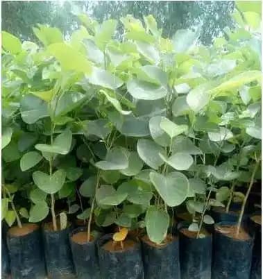 Sri Sai Forestry Red Sandalwood Tree Seeds, Lal Chandan Plant Seed, Santalum Album - Image 2