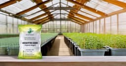 SRI SAI FORESTRY - Eucalyptus Nilgiri , Best Paper wood Tree, Hard Timber & Fast Growing Firewood Tree seeds 12