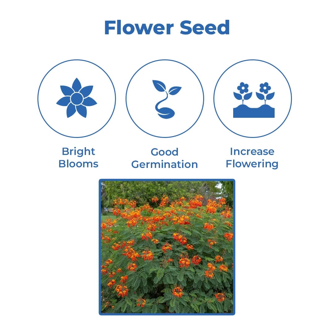 SRI SAI FORESTRY Caesalpinia pulcherrima, Peacock Flower, Rajamalli, Red Bird of Paradise Flowering Plant Seeds For Home Garden,Fencing & Terrace - Image 3