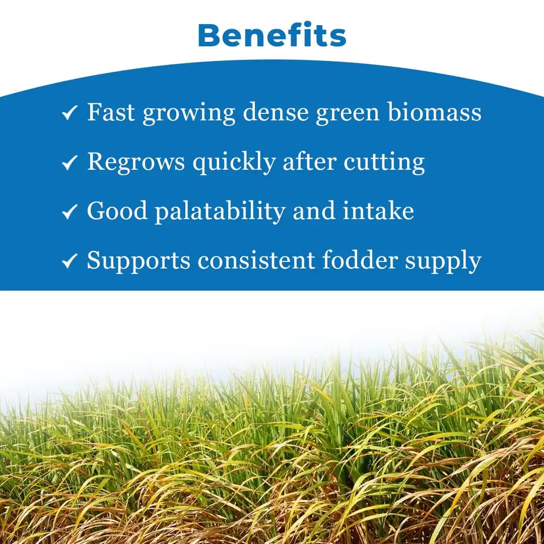 Sri Sai Forestry Red Napier Grass Seeds (MP Chari) Animal Fodder Seeds, For Summer and Rainy Seasons - Image 4