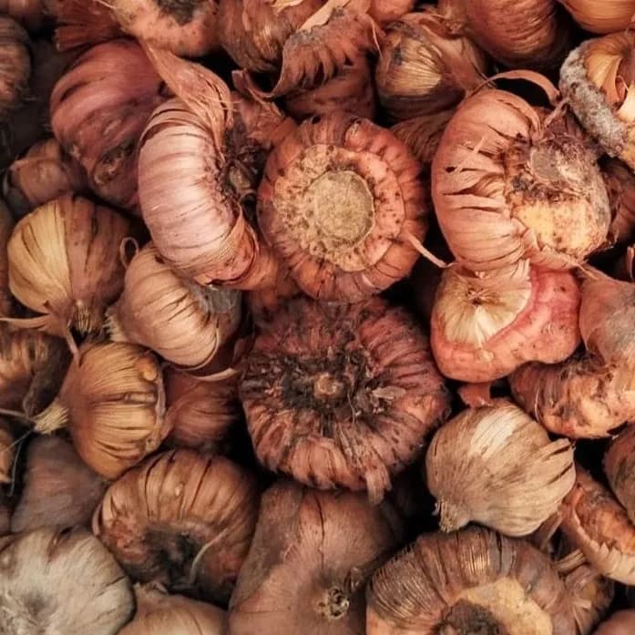 VR Gladiolus Flower Bulbs, Mixed Colours, Sword Lily, Suitable For Gardens, Pots And Cut Flower (20 Bulbs) - Image 3