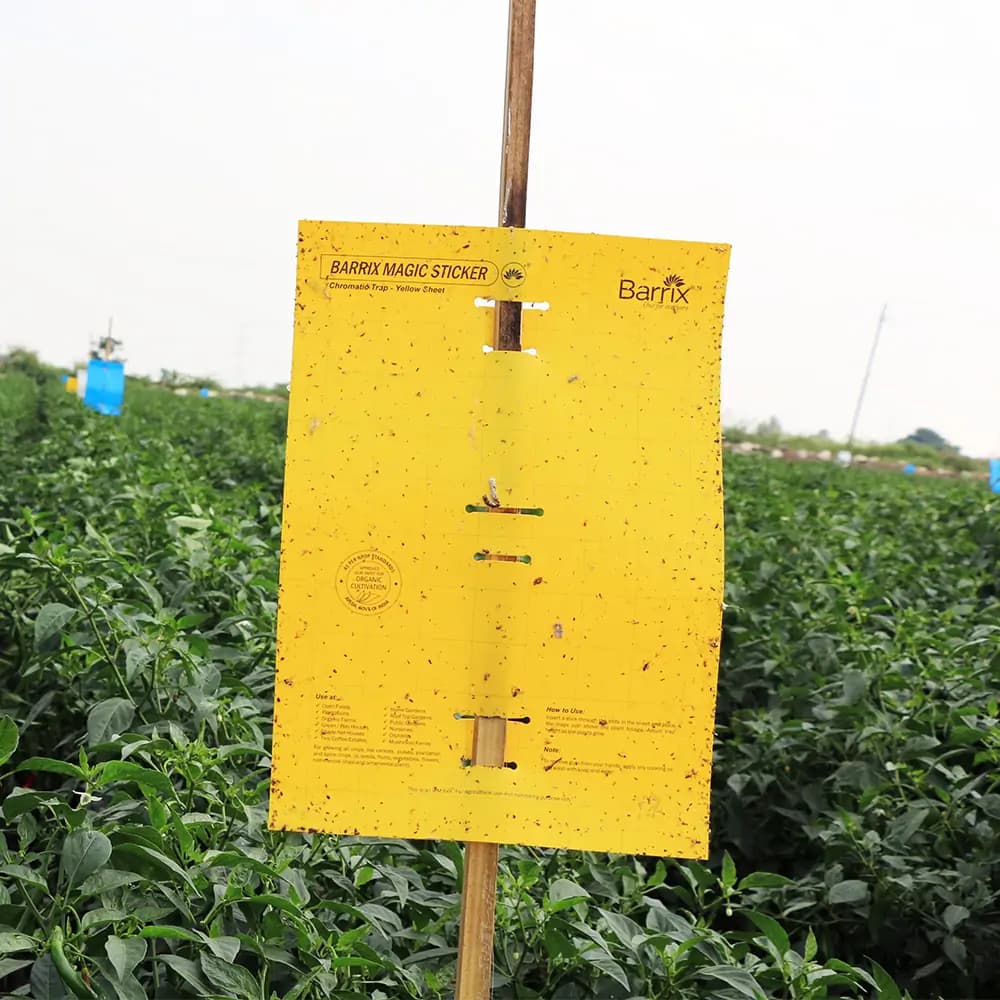 Barrix Yellow Magic Sticker Chromatic Trap - Image 4