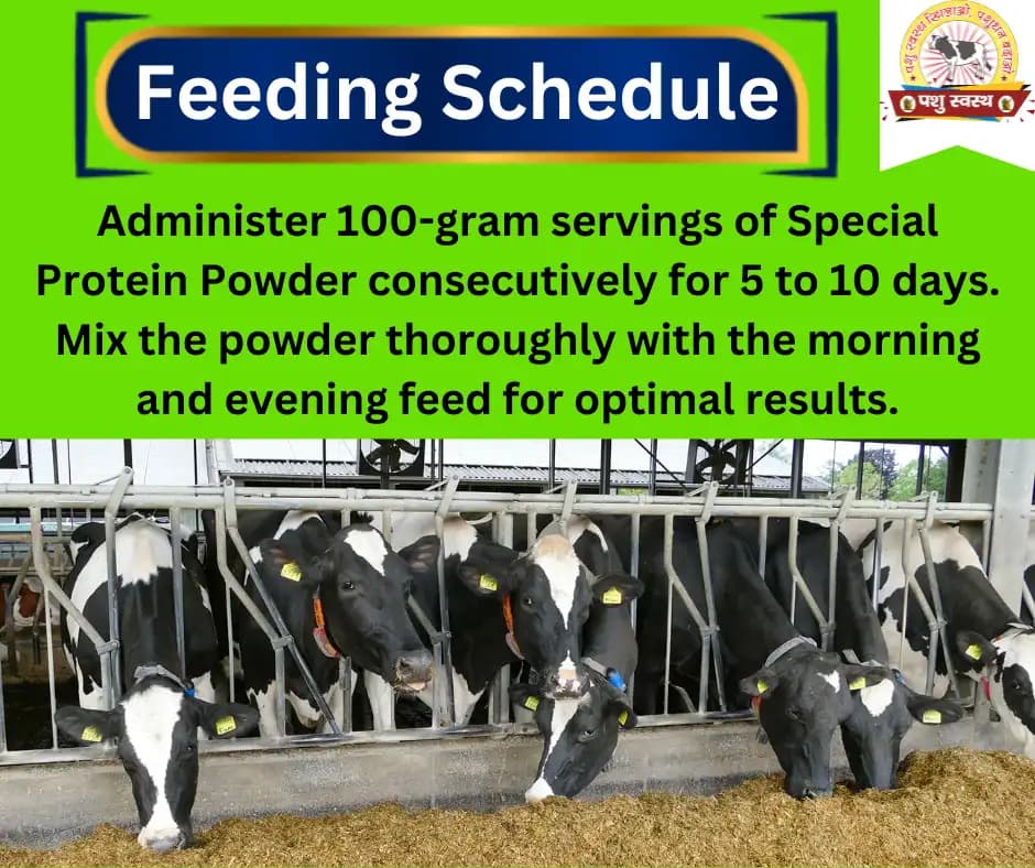 PASHU SVASTH SPECIAL PROTEIN POWDER, Efficient For Muscle Strength & Metabolism In Cattle - Image 3
