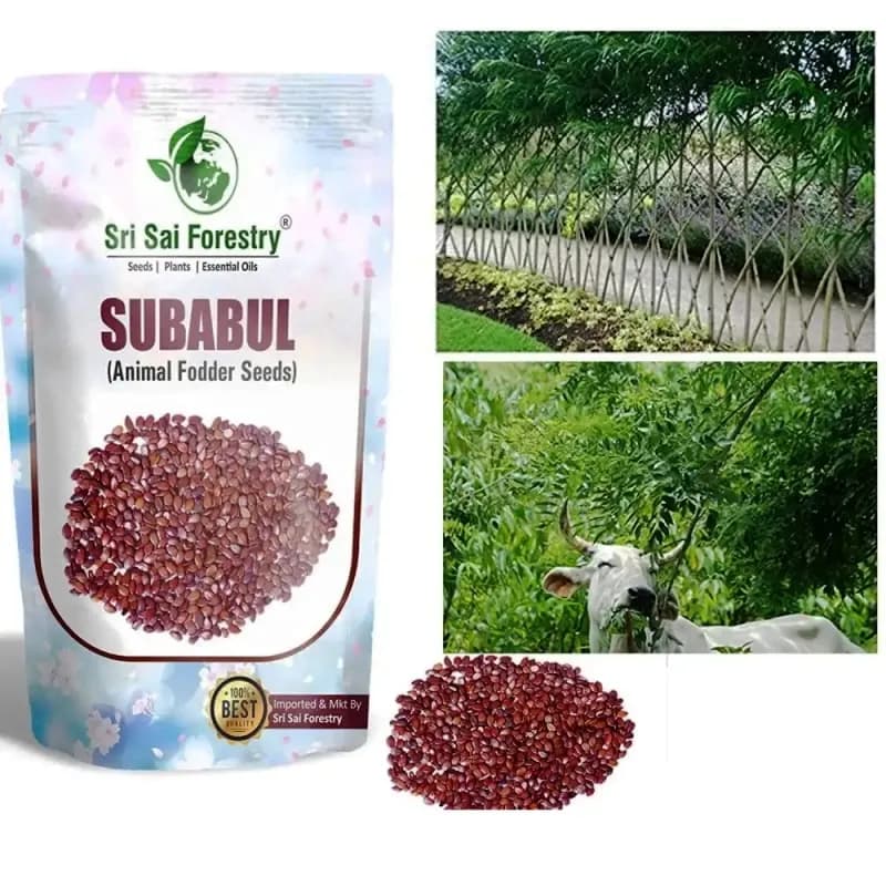 Sri Sai Forestry Subabul Seeds (Leucaena Leucocephala), Safed Babool, Ideal For Fodder Green Manure Plantation And Live Fencing - Image 11