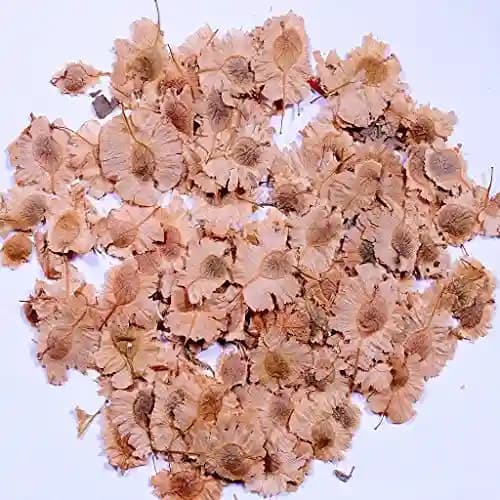 RK Seeds India Elm Tree seed (Holoptelea integrifolia seeds) Aaya maram seeds, Indian Elm seeds, entire-leaved elm tree seeds, jungle cork tree - Image 2
