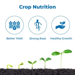 Borofix Boron Ethanolamine, Boron 10% Micro-Nutrient Fertilizer for all Crops, Improves Fruiting and Growth 3