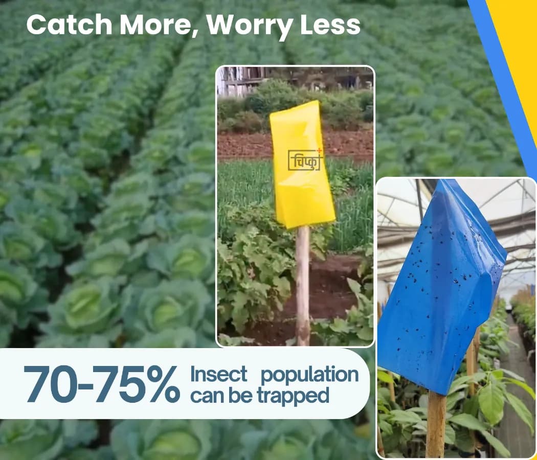 Chipku Pest Control Kit, Includes Gum Bag, Sticky Traps, DIY Pack , Gum Bottle, Yellow & Blue Polybags - Image 4