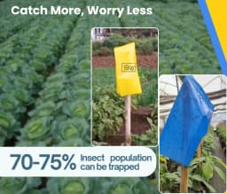 Chipku Pest Control Kit, Includes Gum Bag, Sticky Traps, DIY Pack , Gum Bottle, Yellow & Blue Polybags 4