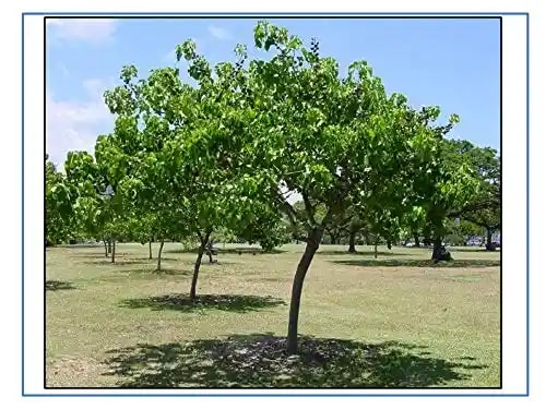 RK Seeds- Thespesia populnea, Pacific rosewood seeds - Shisham tree seeds (Thespesia populnea seeds),Pacific rosewood seeds