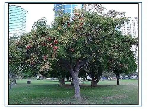 RK Seeds - Sterculia Foetida Seeds Ornamental Flower Seeds - Java Olive, Peon, Poon Tree, Sterculia Nut, Bastard Poon Tree,Sterculia foetida planting