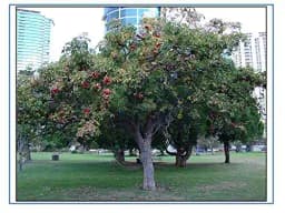 RK Seeds - Sterculia Foetida Seeds Ornamental Flower Seeds - Java Olive, Peon, Poon Tree, Sterculia Nut, Bastard Poon Tree,Sterculia foetida planting 3