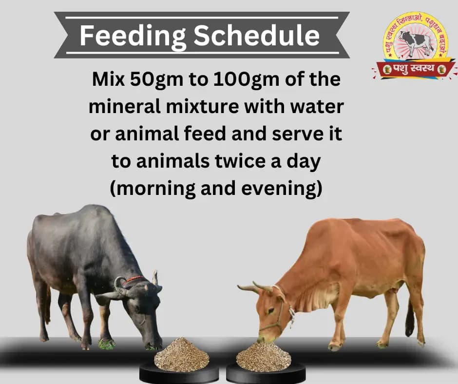 PASHU SVASTH MINERAL MIXTURE, Animal Health Supplement, Increase Livestock Health & Productivity, The Mixture Enhances Milk Production - Image 4