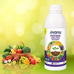 Green Revolution Jivanu KMB Potash Mobilizing Bacteria Liquid Bio Fertilizer 4