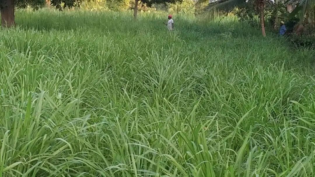 Sri Sai Forestry CSV-33 MF Anant Fodder Grass Seeds, High Yield Multi Cut Grass Seed - Image 9