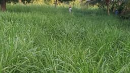 Sri Sai Forestry CSV-33 MF Anant Fodder Grass Seeds, High Yield Multi Cut Grass Seed 9