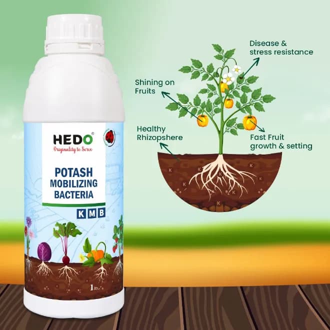 HEDO Potassium Mobilizing Bacteria (KMB) Liquid Bio Fertilizer, To Increase The Fruit Quality & Growth Of The Crops - Image 5