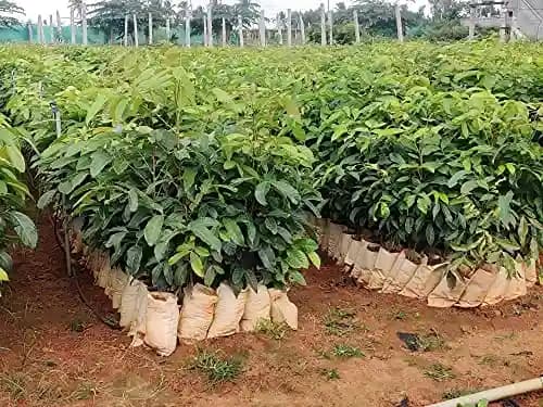 Sri Sai Forestry African Mahogany Tree Seeds, Swetania Mahogani Plant Seed - Image 6