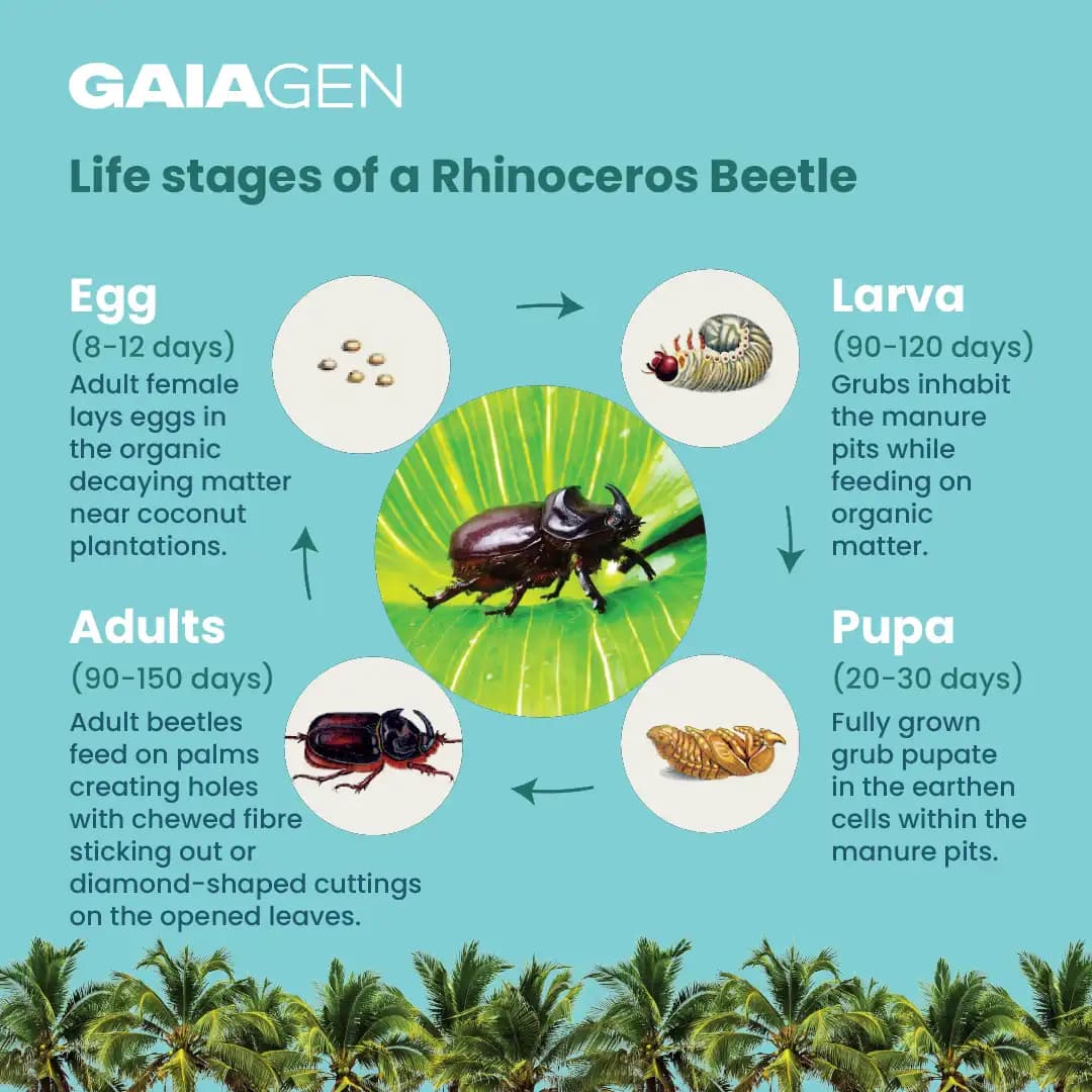 Gaiagen RB Lure Combo , Pheromone Lure For Rhinoceros Beetle Outdoor Plants (Oryctes Rhinoceros) and Insect Bucket Trap, IMO Certified. - Image 5