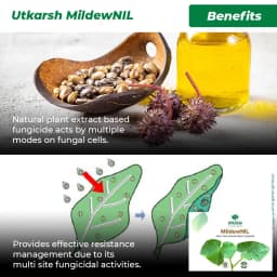 Utkarsh MildewNIL Plant Extract Based Natural Fungicide For Powdery And Downy Mildew 3