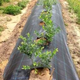 Anil Packaging 100 GSM Weed Control Mat (1.2 Meter Width x 100 Meter Length) High-Quality HDPE, Agriculture Use, Easy To Use 2