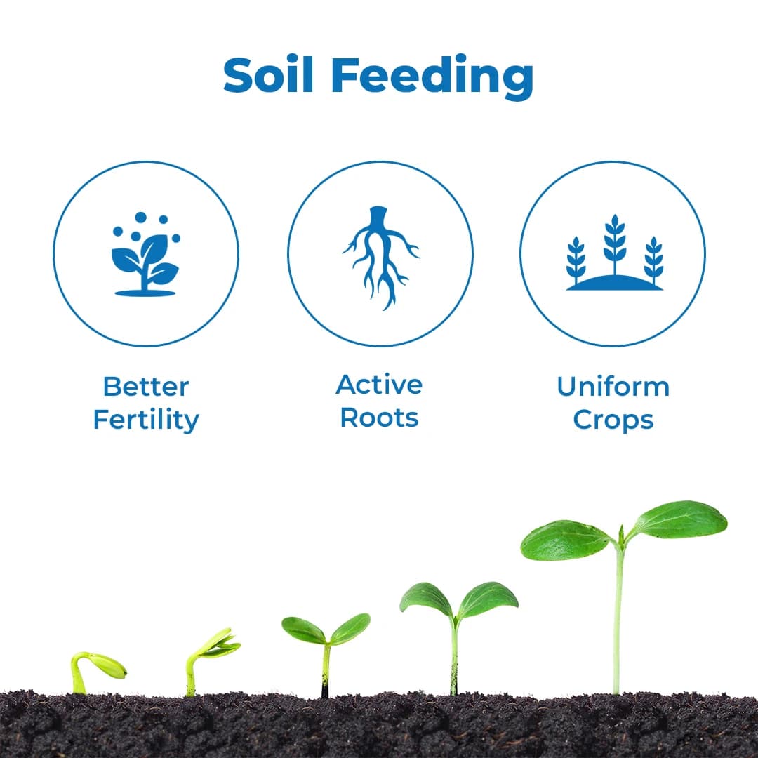 Dr. Bacto\'s Glucon, Nitrogen Fixation In Roots, Stems And Leaves of Sugarcane Plant, Promotes Root Proliferation And Increases Nutrient Uptake - Image 3