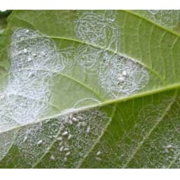 Ramcides Theme Acetamiprid 20% SP Insecticide, Effective For Whitefly And Sucking Pest Control For All Plants 4