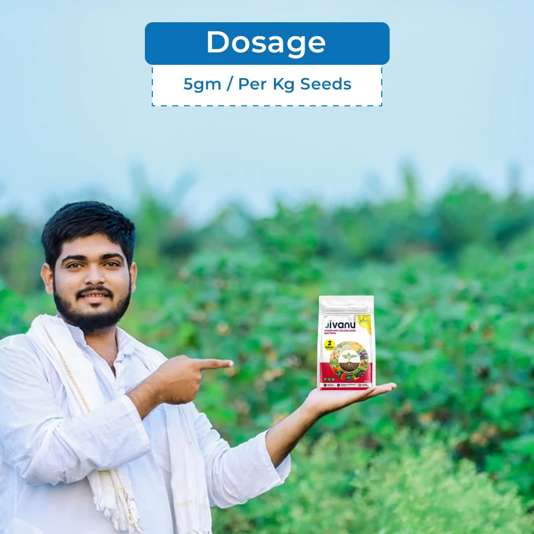 Jivanu Phosphate Solubilizing Bacteria Bio Fertilizers, Increase Stem Strength - Image 5