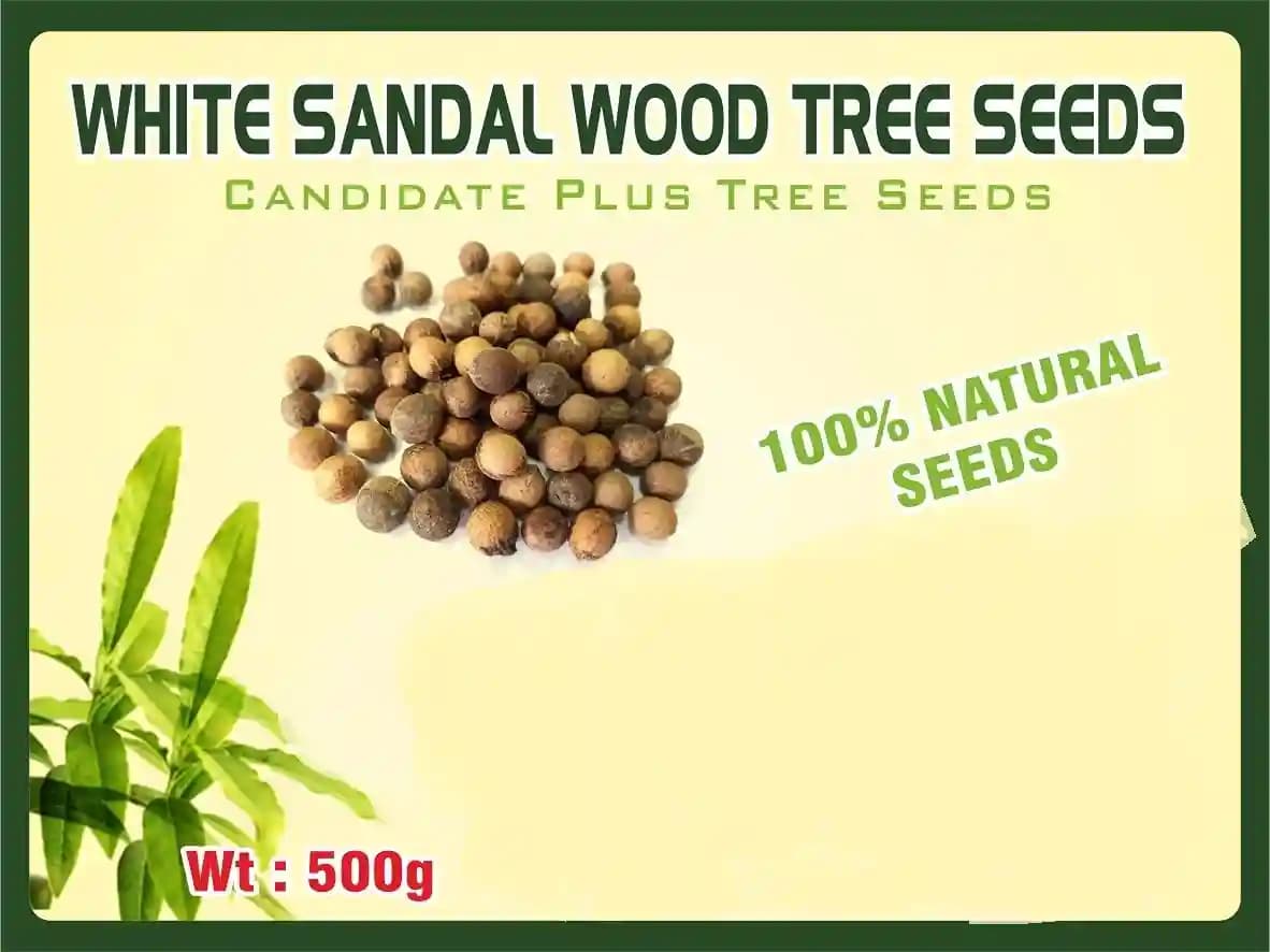 White Sandal Seeds Santalum Album White Sandalwood Tree Seed, Good Germination Quality - Image 1