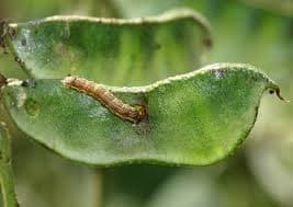 Funnel Trap And Helic O Lure (Helicoverpa Armigera Pheromone) For Brinjal, Gram, Red gram, Cow pea, Ground Nut, Soyabean and Tomato. - Image 2