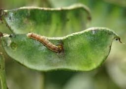 Funnel Trap And Helic O Lure (Helicoverpa Armigera Pheromone) For Brinjal, Gram, Red gram, Cow pea, Ground Nut, Soyabean and Tomato. 2