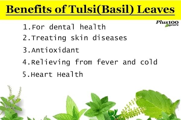 SRI SAI FORESTRY- Natural Tulsi Seed or Holy Basil Seeds, Indian Tulsi Plant Seeds, Flower Seeds - Image 12