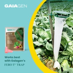 Gaiagen Tobacco Caterpillar (Spodoptera Litura) Pheromone Lure And Insect Funnel Traps, IMO Certified. 9
