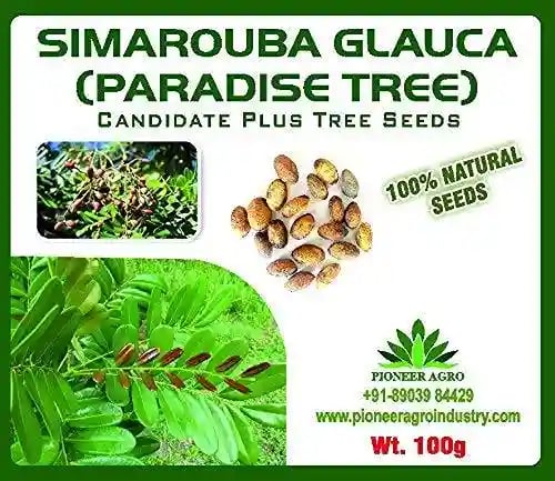 Simarouba Glauca Seeds enhance the beauty of garden, landscapes, commercial crops, etc