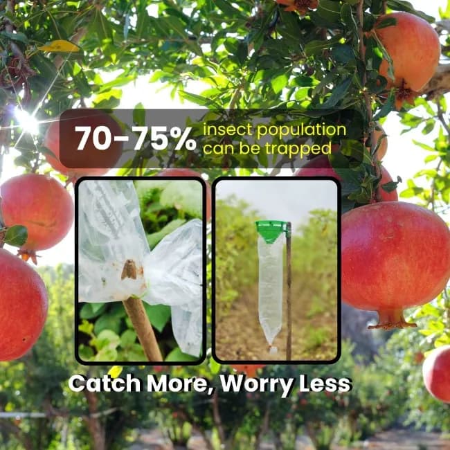 Chipk Pheromone Trap Funnel With Spodoptera Litura Lure For Brown Spotted & Tobacco Caterpillar, Useful In Cotton, Sunflower, Caster, Groundnut Crops. - Image 2